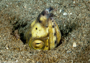 snake eel by Mathieu Foulquié 